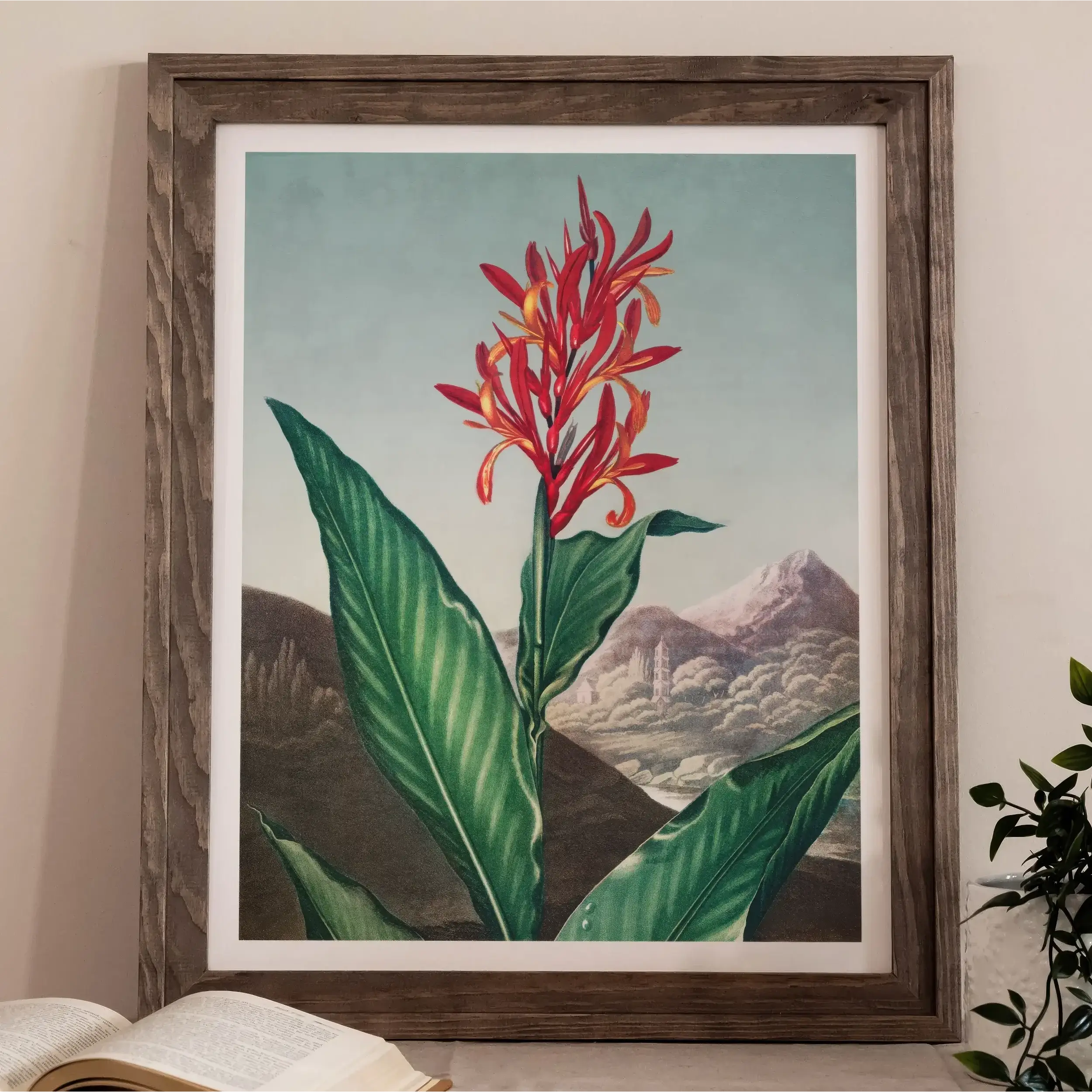 Indian Reed - Robert John Thornton Canna Indica Art Print Posters Prints & Visual Artwork