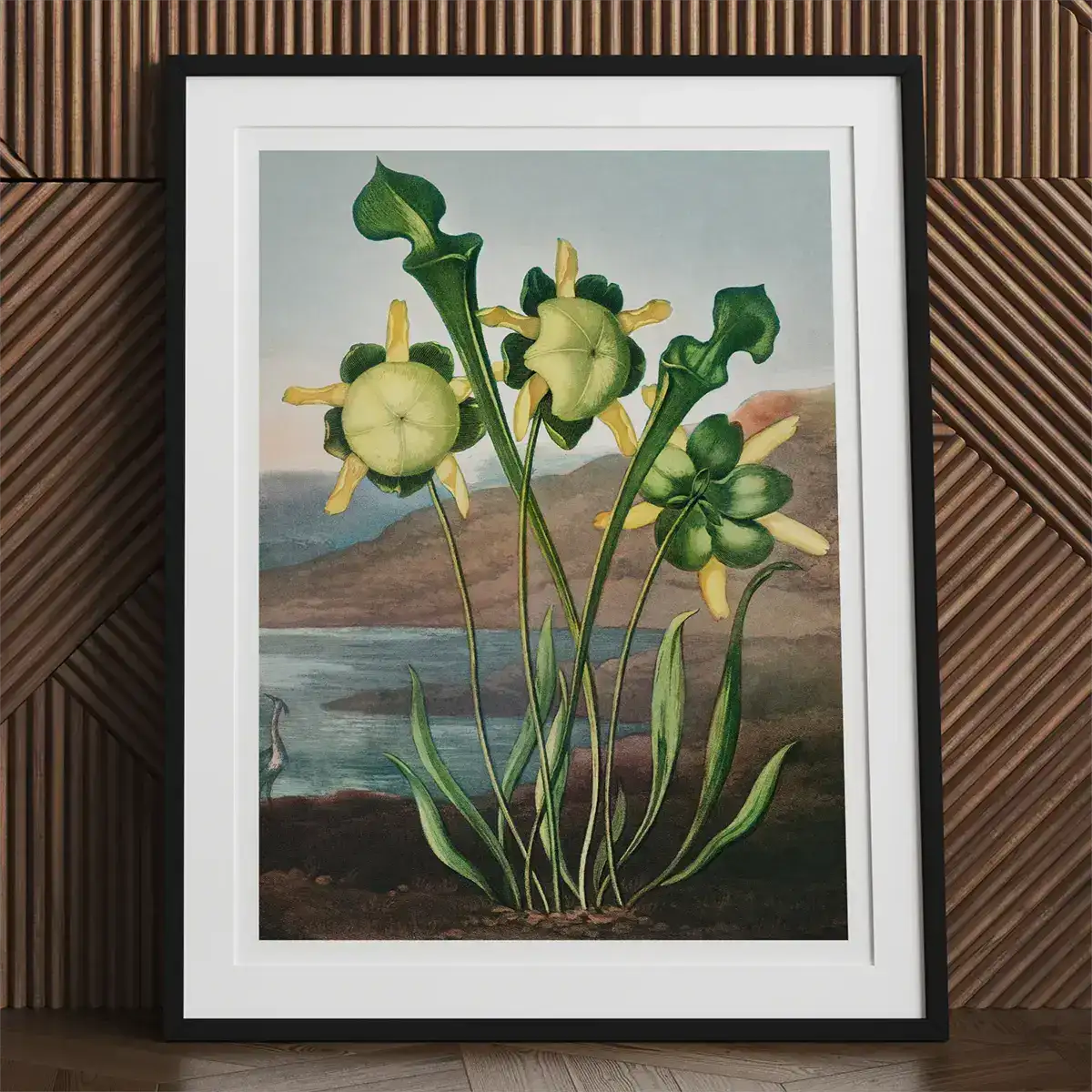 Framed botanical print showcasing Robert John Thornton’s exquisite illustrations.