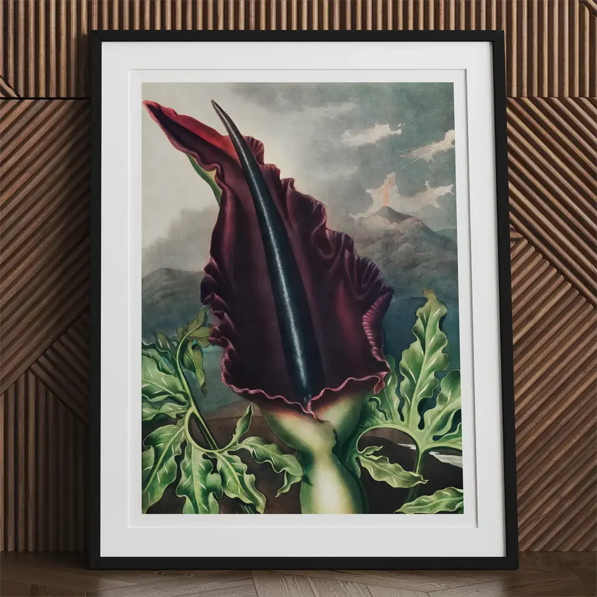 Framed botanical print from Robert John Thornton’s Temple of Flora featuring vibrant illustrations