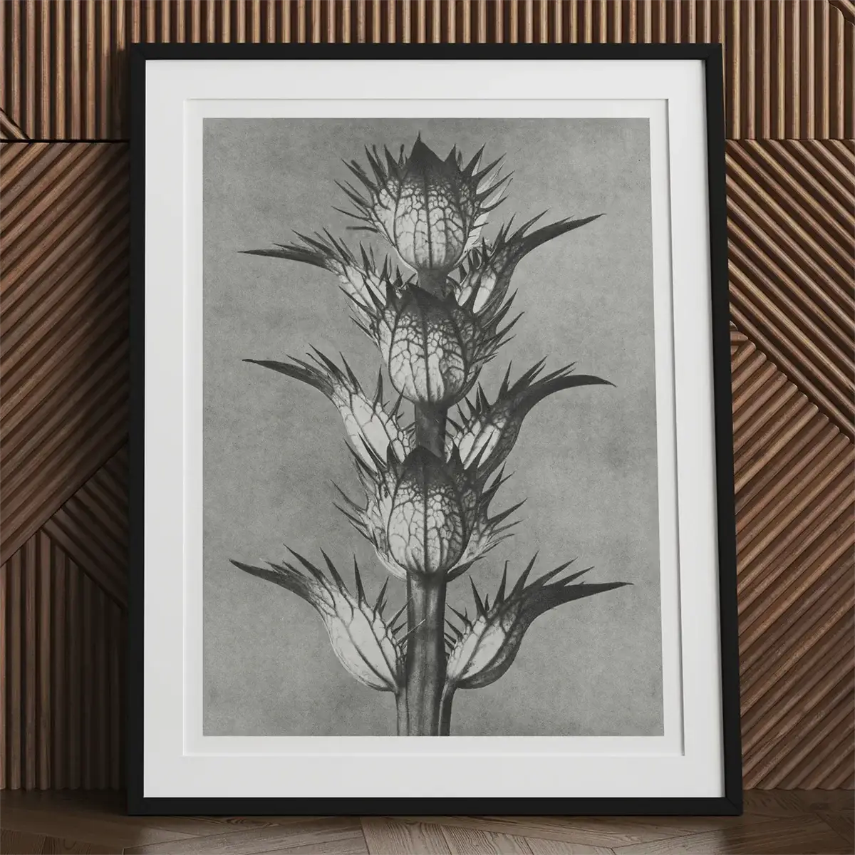 Framed botanical print inspired by Karl Blossfeldt’s masterful botanical photography