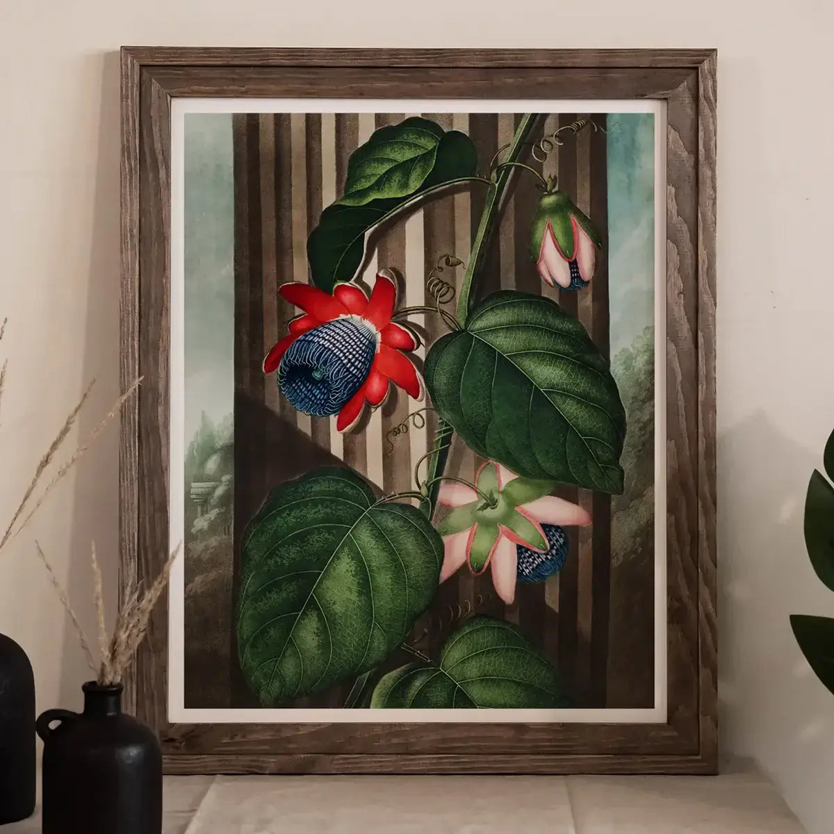 Framed botanical print showcasing Robert John Thornton’s exquisite botanical illustrations.