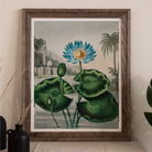 Blue Egyptian Water Lily - Robert John Thornton Art Print Posters Prints & Visual Artwork