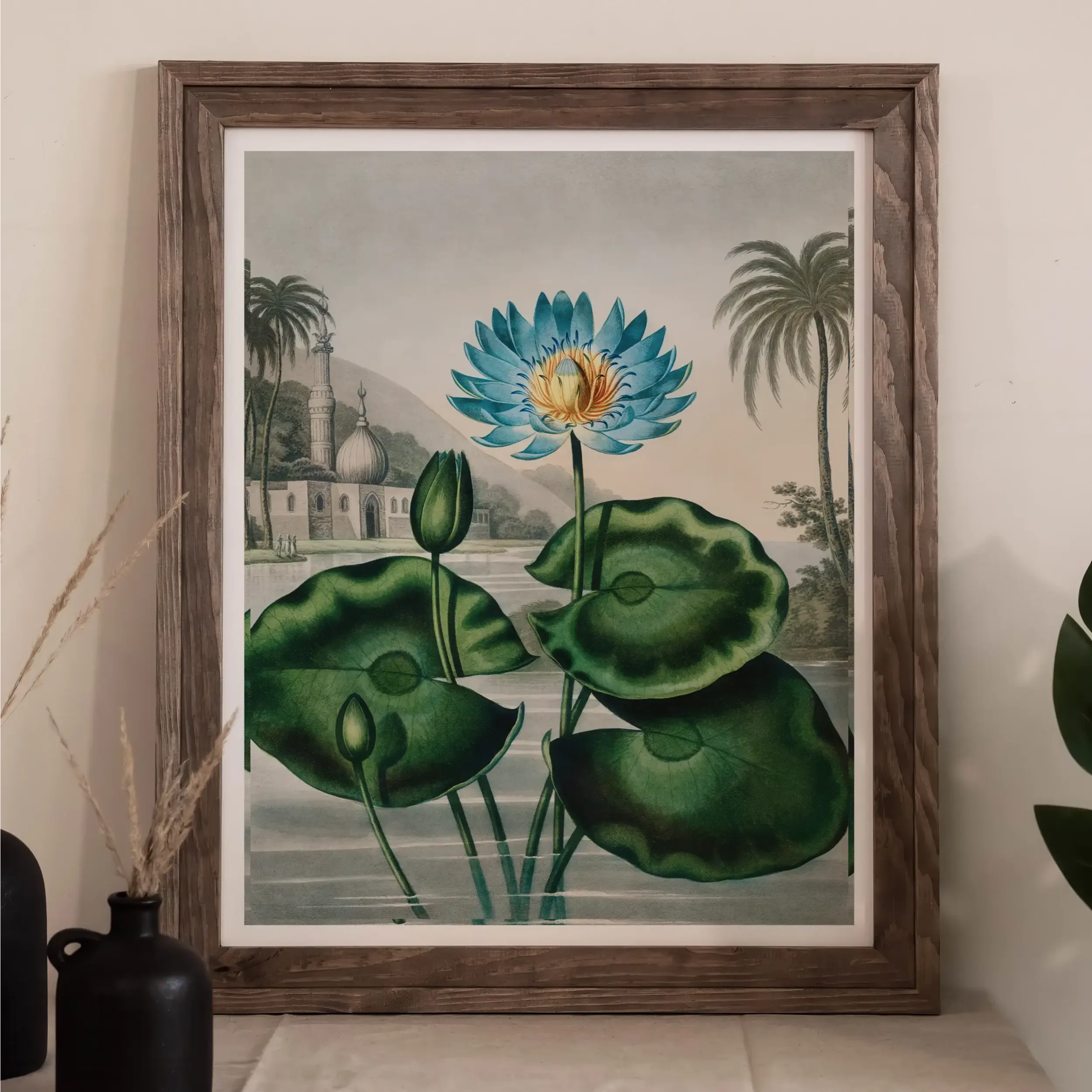 Blue Egyptian Water Lily - Robert John Thornton Art Print Posters Prints & Visual Artwork