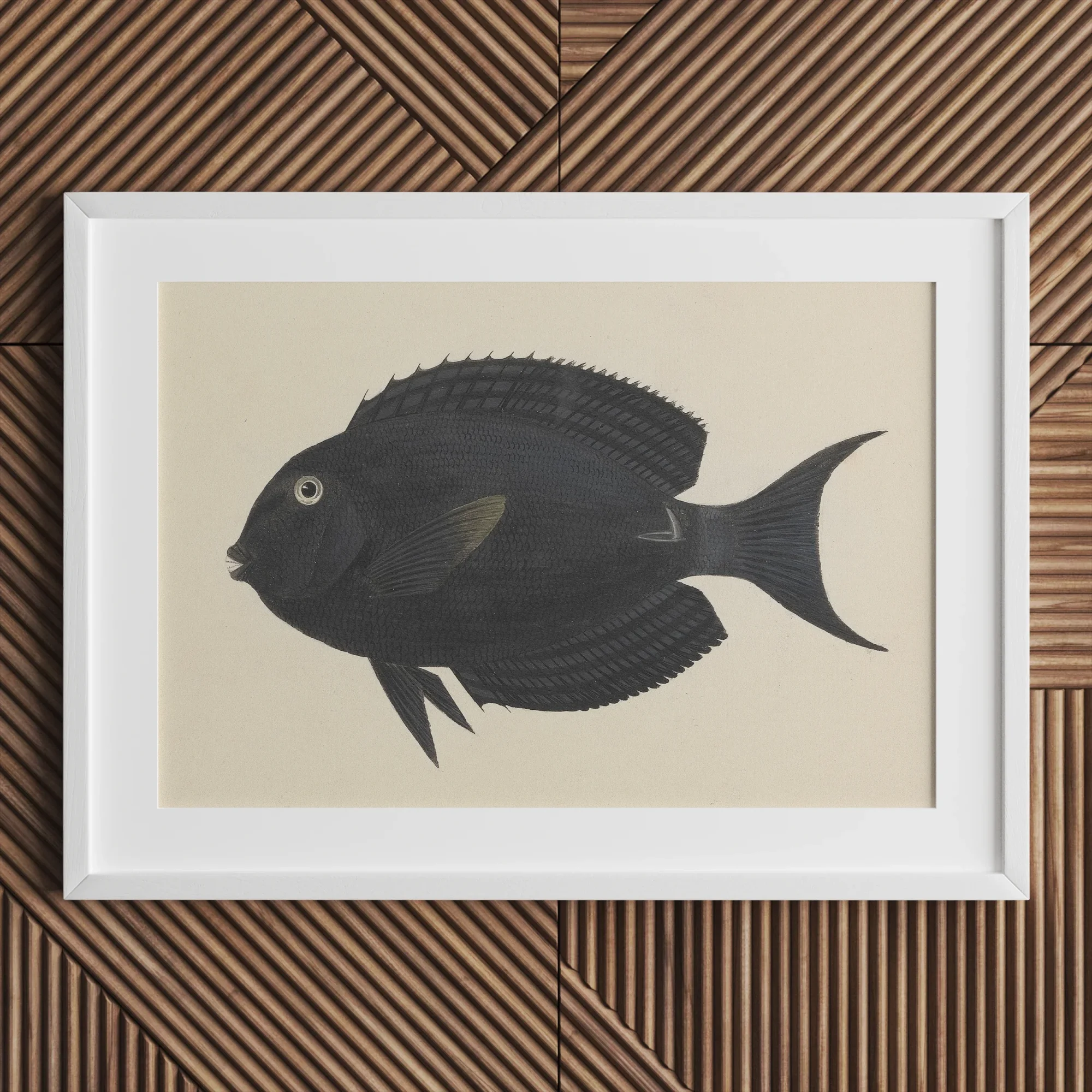 Black Surgeonfish - Luigi Balugani Sea Life Art Print Posters Prints & Visual Artwork