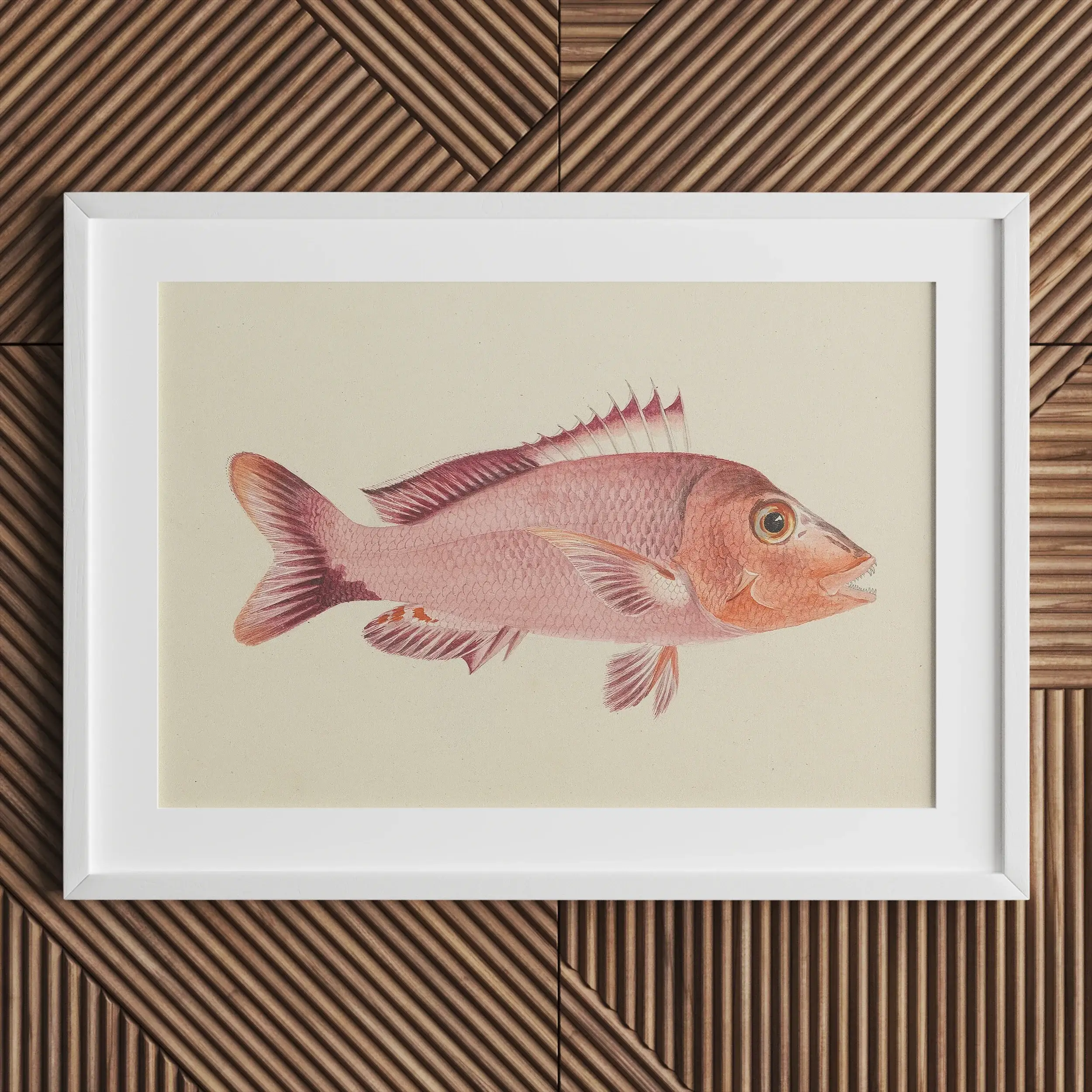 Red Snapper - Luigi Balugani Sea Life Art Print Posters Prints & Visual Artwork