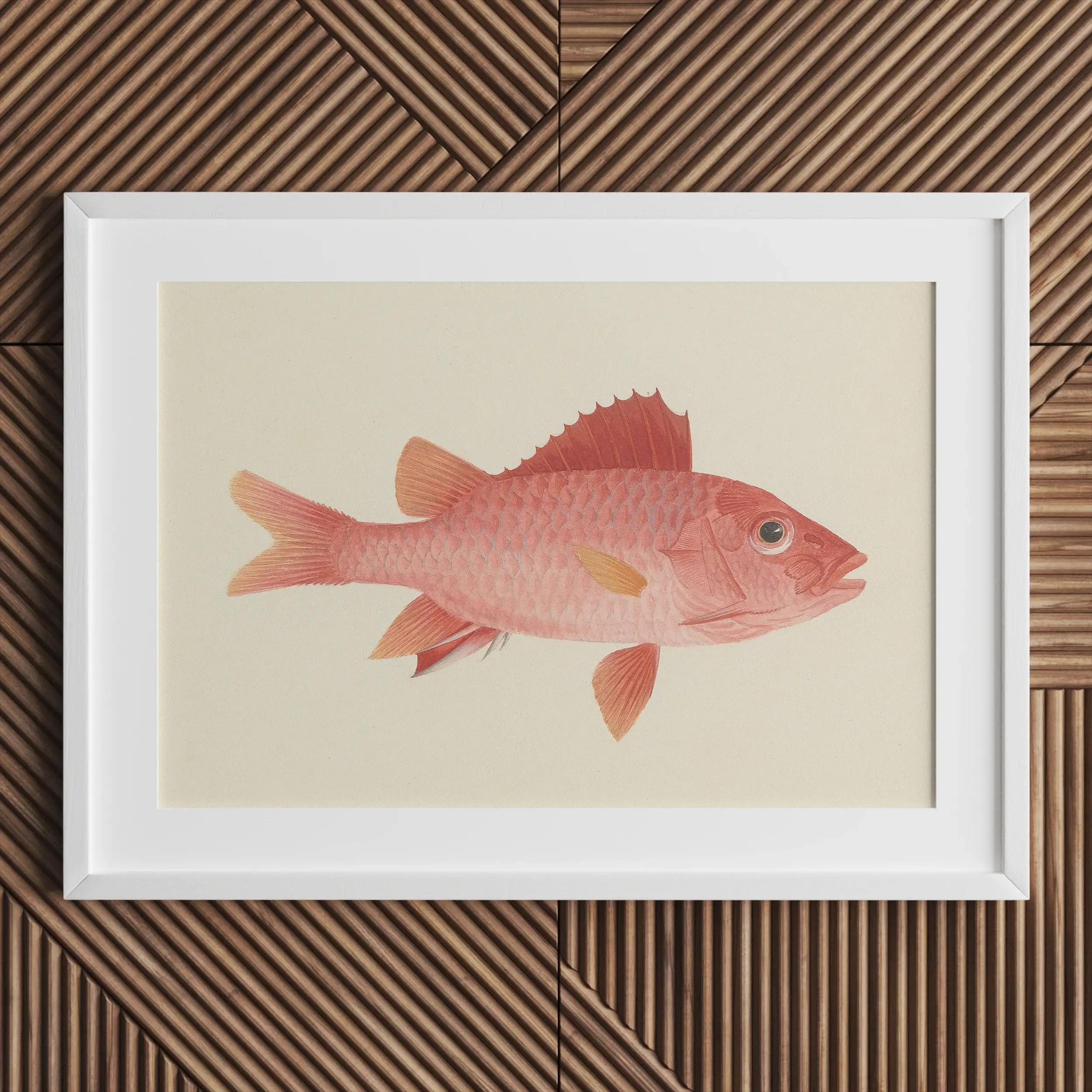 Caribbean Red Snapper - Luigi Balugani Sea Life Art Print Posters Prints & Visual Artwork