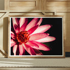 Casanova - Pink Lotus Flower Photography Art Print Posters Prints & Visual Artwork