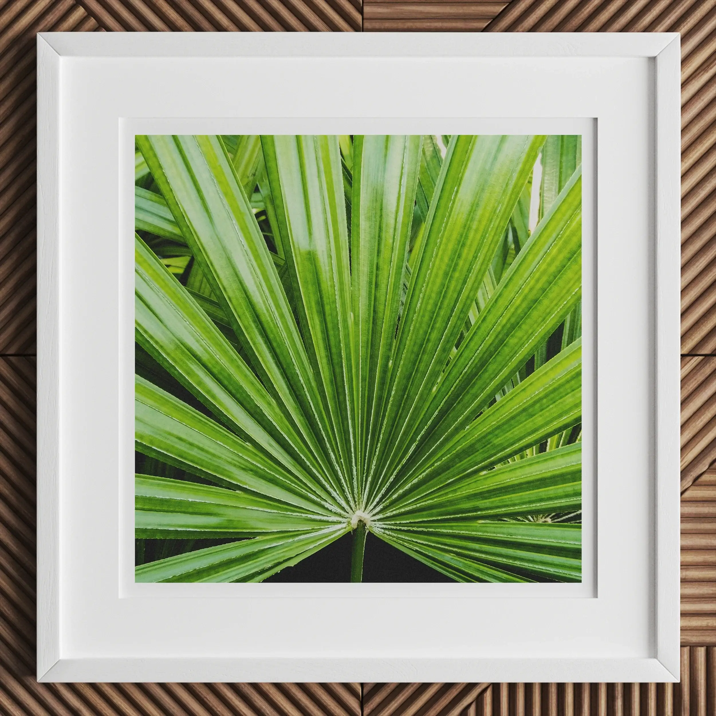 Peacocky - Koh Chang Palm Frond Photography Art Print Posters Prints & Visual Artwork