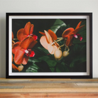 Floral Coral - Phalaenopsis Orchid Flower Art Print Posters Prints & Visual Artwork