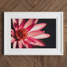 Casanova - Pink Red Lotus Flower Photography Art Print Posters Prints & Visual Artwork