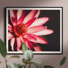 Casanova - Pink Red Lotus Flower Photography Art Print Posters Prints & Visual Artwork