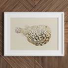 Blowfish - Luigi Balugani Sea Life Art Print Posters Prints & Visual Artwork