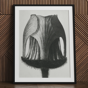 Geum Rivale (Flowing Flower de la tête de la tête - boud) - Karl Blossfeldt Art Print