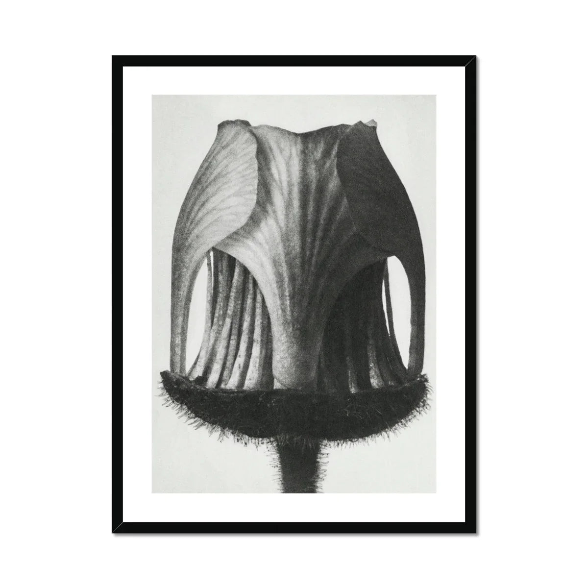 Geum Rivale (nodding Avens Flower–bud) Karl Blossfeldt Art Print, Black White Photograph Dried Seed Pod Vertical Ridges