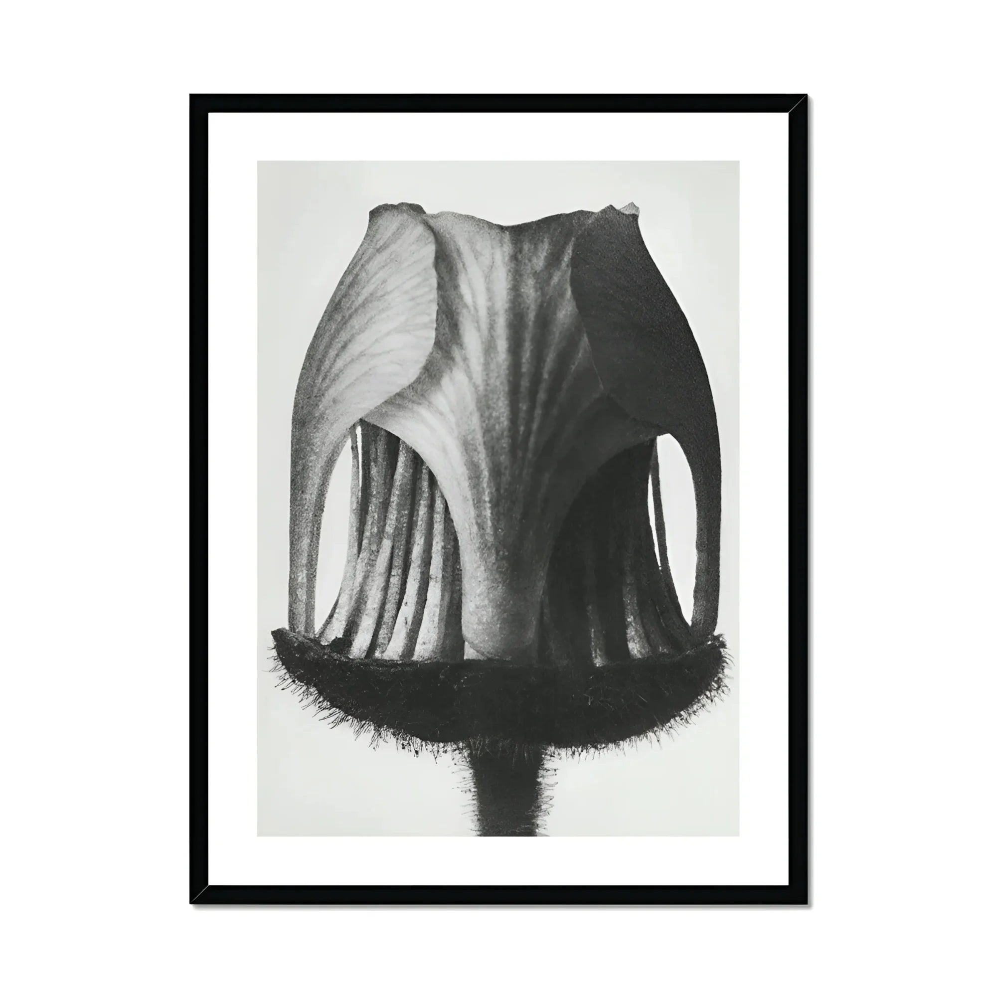 Geum Rivale (nodding Avens Flower–bud) - Karl Blossfeldt Art Print, Black White Photograph Dried Seed Pod Vertical Ridges