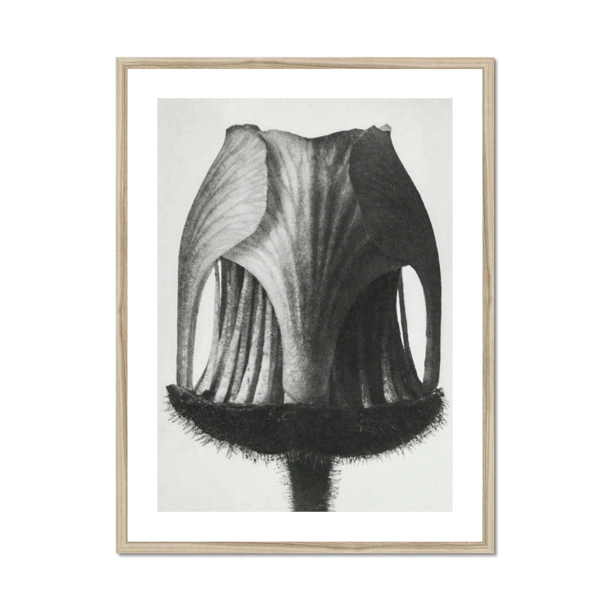 Geum Rivale (nodding Avens Flower–bud) - Karl Blossfeldt Art Print