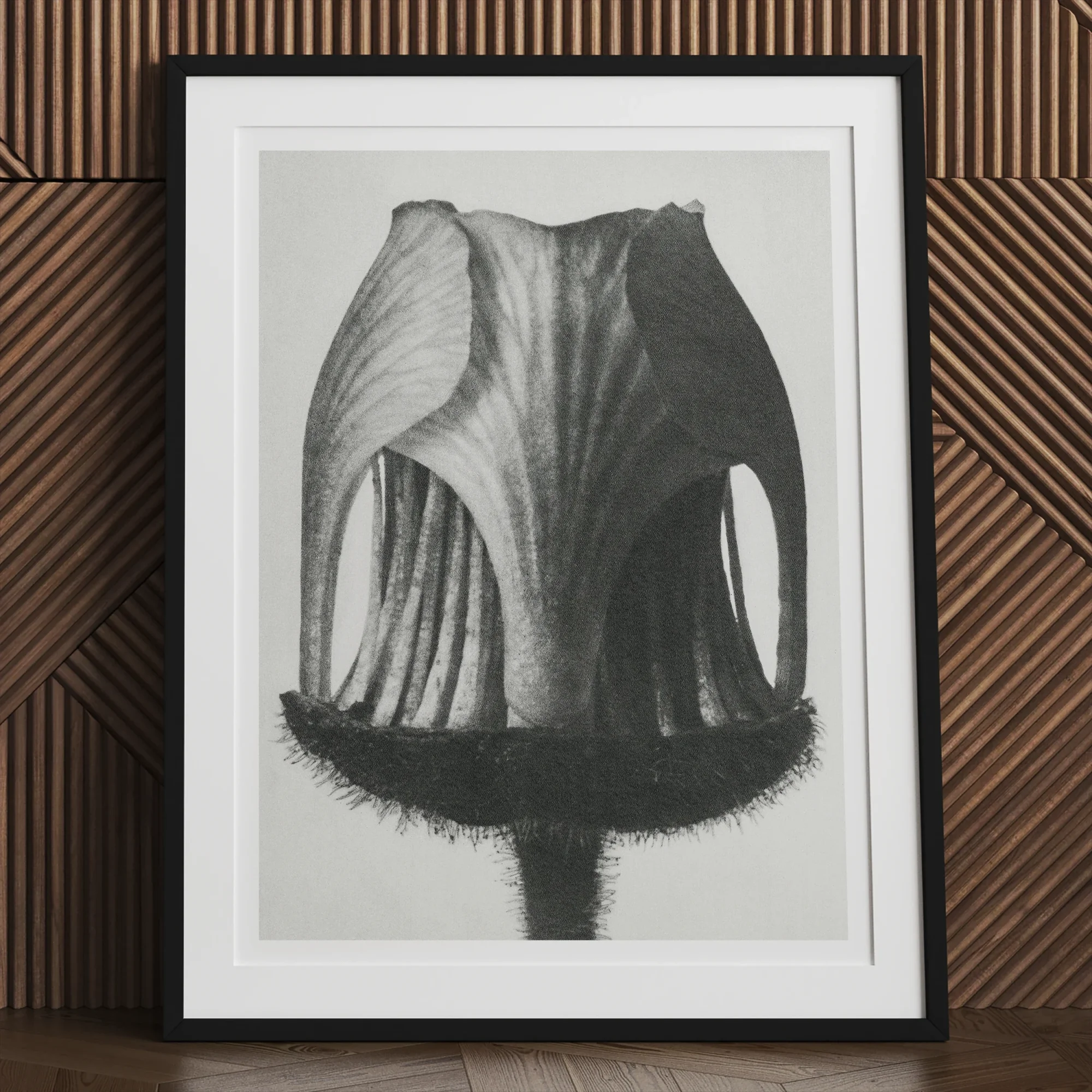 Geum Rivale (nodding Avens Flower–bud) - Karl Blossfeldt Art Print, Black White Photograph Tulip Bud Frame