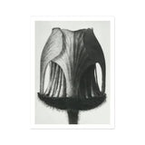 Geum Rivale (nodding Avens Flower–bud) - Karl Blossfeldt Art Print, Black White Photograph Tulip Seed Pod