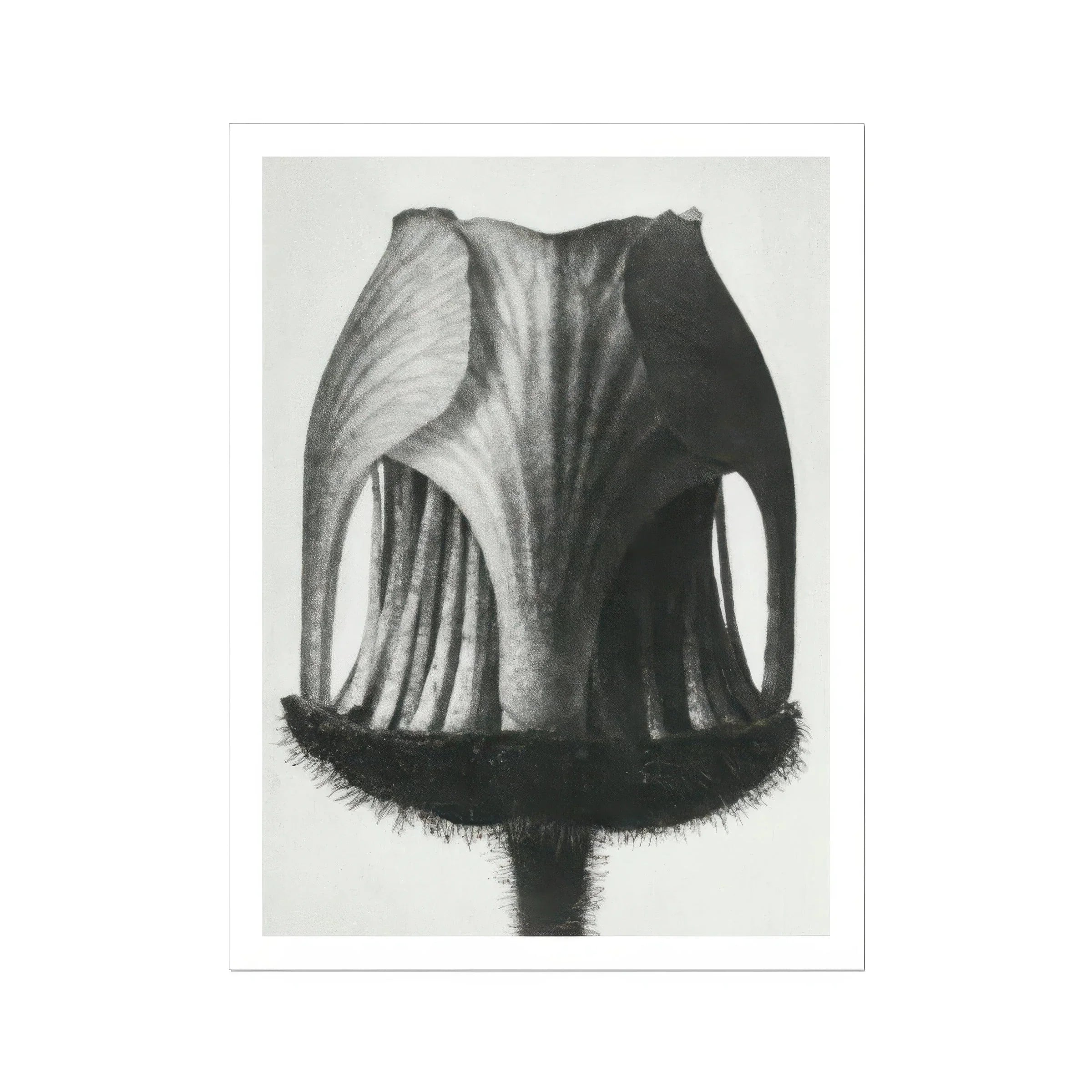 Geum Rivale (nodding Avens Flower–bud) Karl Blossfeldt Art Print, Black White Photograph Tulip Seed Pod