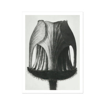 Geum Rivale (nodding Avens Flower–bud) - Karl Blossfeldt Art Print, Black White Photograph Tulip Seed Pod