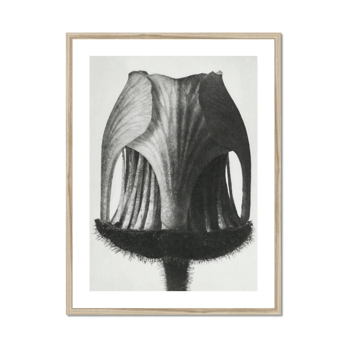 Geum Rivale (nodding Avens Flower–bud) Karl Blossfeldt Art Print, Black White Photograph Tulip Seed Pod Textural Ridges