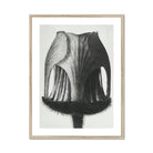Geum Rivale (nodding Avens Flower–bud) Karl Blossfeldt Art Print, Black White Photograph Tulip Seed Pod Textural Ridges