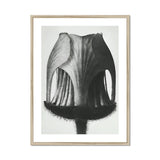 Geum Rivale (nodding Avens Flower–bud) - Karl Blossfeldt Art Print, Black White Photograph Tulip Seed Pod Textural Ridges