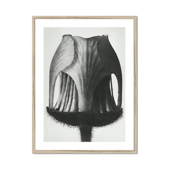 Geum Rivale (nodding Avens Flower–bud) - Karl Blossfeldt Art Print, Black White Photograph Tulip Seed Pod Textural Ridges