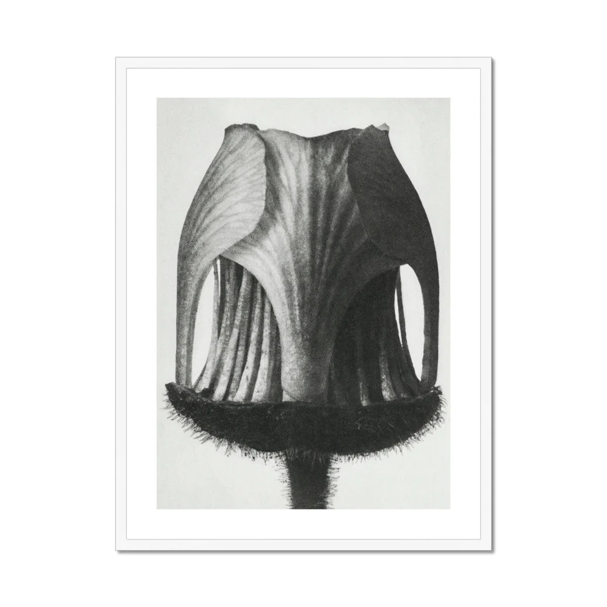 Geum Rivale (nodding Avens Flower–bud) Karl Blossfeldt Art Print, Black White Photograph Tulip Seed Pod Vertical Ridges