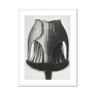 Geum Rivale (nodding Avens Flower–bud) Karl Blossfeldt Art Print, Black White Photograph Tulip Seed Pod Vertical Ridges