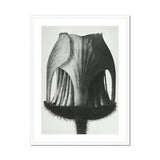 Geum Rivale (nodding Avens Flower–bud) - Karl Blossfeldt Art Print, Black White Photograph Tulip Seed Pod Vertical Ridges