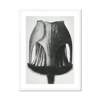 Geum Rivale (nodding Avens Flower–bud) - Karl Blossfeldt Art Print, Black White Photograph Tulip Seed Pod Vertical Ridges