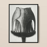 Geum Rivale (nodding Avens Flower–bud) - Karl Blossfeldt Art Print / Canvas, 12x16’’ / 31x41cm / Black Frame, Posters Prints & Visual