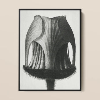 Geum Rivale (nodding Avens Flower–bud) - Karl Blossfeldt Art Print / Canvas, 12x16’’ / 31x41cm / Black Frame, Posters Prints & Visual
