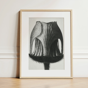 Geum Rivale (nodding Avens Flower–bud) - Karl Blossfeldt Art Print / Canvas, 12x16’’ / 31x41cm / Natural Frame / Matboard, Posters Prints &