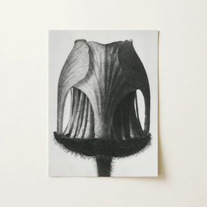 Geum Rivale (nodding Avens Flower–bud) - Karl Blossfeldt Art Print / Canvas, 12x16’’ / 31x41cm / Unframed / no Border, Posters Prints &