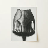 Geum Rivale (nodding Avens Flower–bud) - Karl Blossfeldt Art Print / Canvas, 12x16’’ / 31x41cm / Unframed / no Border, Posters Prints &