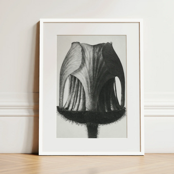 Geum Rivale (nodding Avens Flower–bud) - Karl Blossfeldt Art Print / Canvas, 12x16’’ / 31x41cm / White Frame / Matboard, Posters Prints &