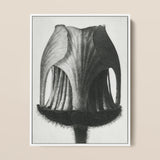 Geum Rivale (nodding Avens Flower–bud) - Karl Blossfeldt Art Print / Canvas, 12x16’’ / 31x41cm / White Frame, Posters Prints & Visual