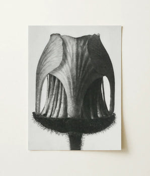 Black-and-white Botanical Illustration Print Flower’s Cross-section Matte Paper Karl Blossfeldt Photograph, Art, Geum Rivale