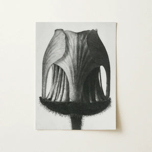 Geum Rivale (nodding Avens Flower–bud) - Karl Blossfeldt Art Print / Canvas, Karl Blossfeldt Photograph, Karl Blossfeldt Art, Geum Rivale