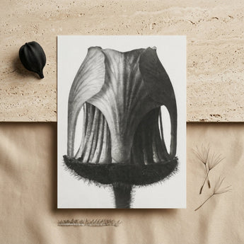 Geum Rivale (nodding Avens Flower–bud) - Karl Blossfeldt Art Print / Canvas Black-and-white Botanical Illustration Print Flower’s Interior