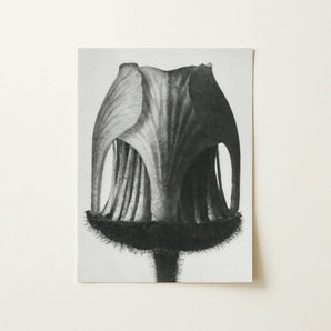 Geum Rivale (nodding Avens Flower–bud) - Karl Blossfeldt Art Print / Canvas, Karl Blossfeldt Photograph, Karl Blossfeldt Art, Geum Rivale