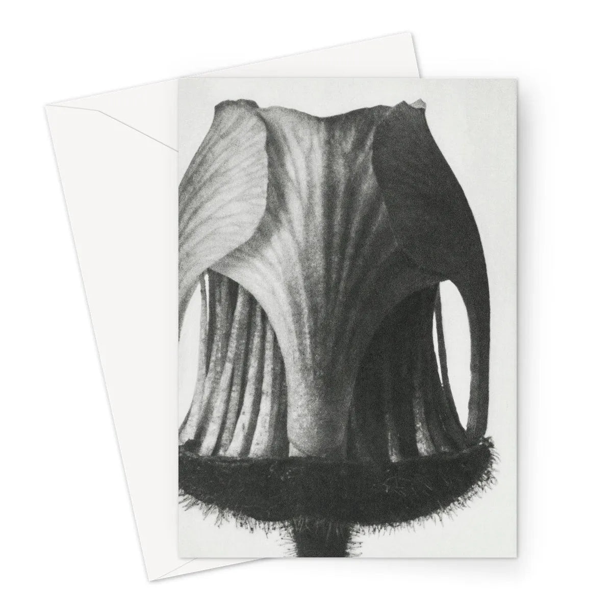 Geum Rivale (nodding Avens Flower–bud With The Sepals Removed) By Karl Blossfeldt Greeting Card - Greeting & Note