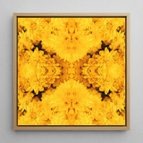 Gold Rush - Chrysanthemum Op Art Framed Canvas, 12x12’’ / 31x31cm / Natural Floating Frame, Framed Yellow Floral Kaleidoscope Print