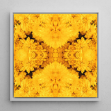 Gold Rush - Chrysanthemum Op Art Framed Canvas, 12x12’’ / 31x31cm / White Floating Frame, Framed Yellow Floral Kaleidoscope