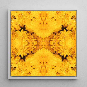 Gold Rush - Chrysanthemum Op Art Framed Canvas, 12x12’’ / 31x31cm / White Floating Frame, Framed Yellow Floral Kaleidoscope