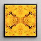 Gold Rush - Chrysanthemum Op Art Framed Canvas, Symmetrical Kaleidoscopic Pattern Vibrant Yellow Chrysanthemum Flowers Black