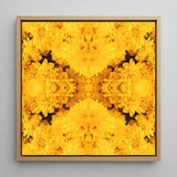 Gold Rush - Chrysanthemum Op Art Print / Canvas, 12x12’’ / 31x31cm / Natural Frame, Posters Prints & Visual Artwork, Toby Leon