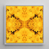 Gold Rush - Chrysanthemum Op Art Print / Canvas, 12x12’’ / 31x31cm / White Frame, Posters Prints & Visual Artwork, Toby Leon